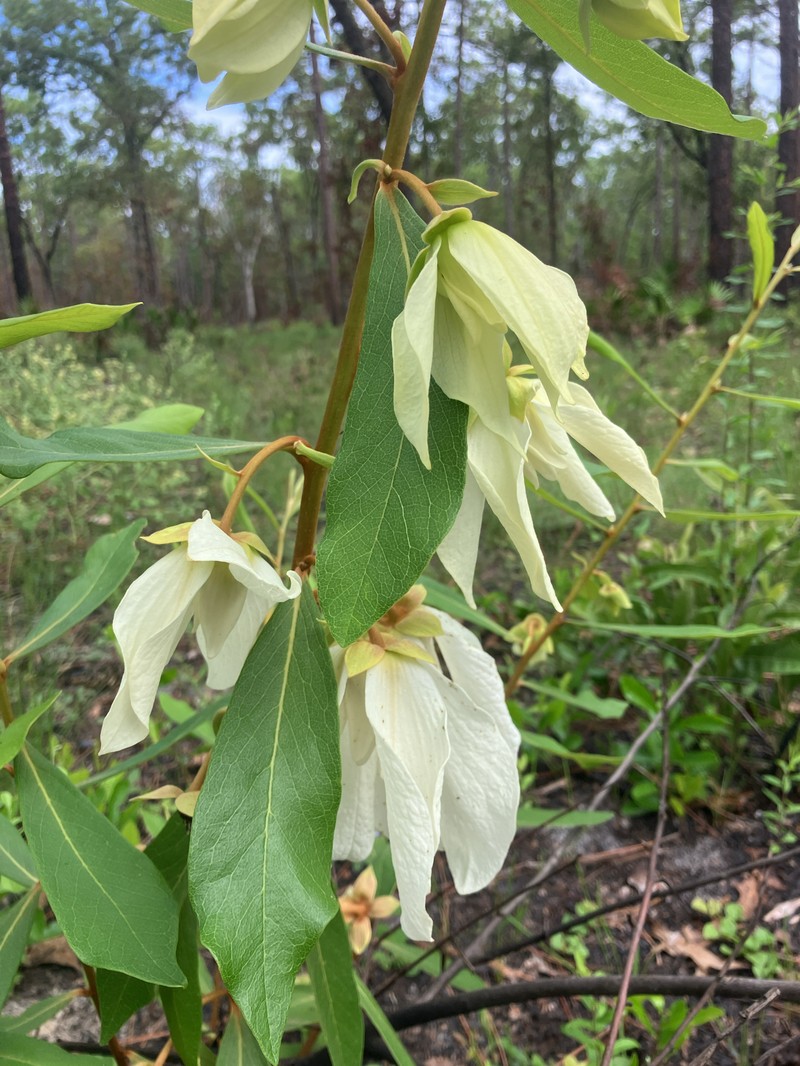 Pawpaw photo 3