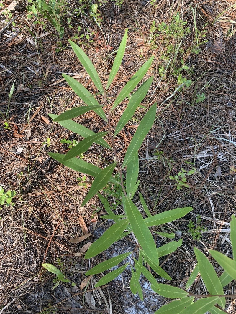 Pawpaw photo 5