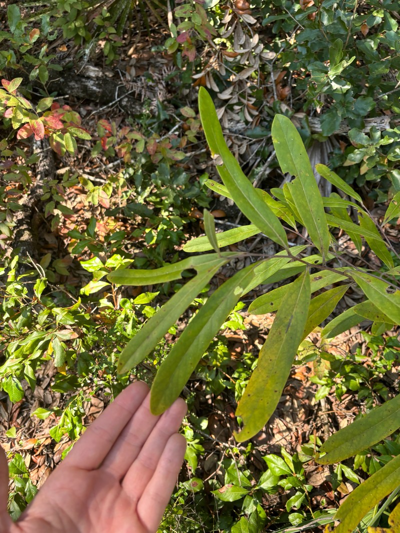 Pawpaw photo 6