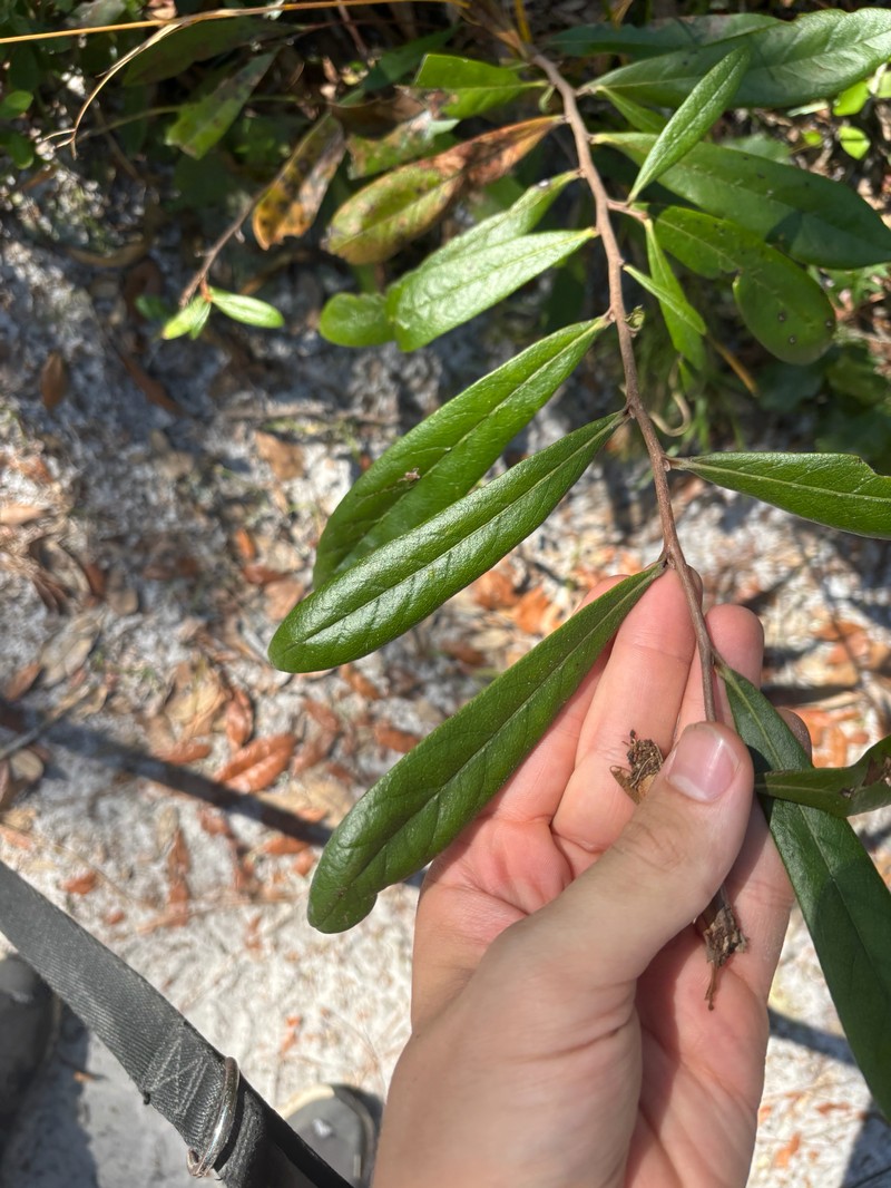 Pawpaw photo 7