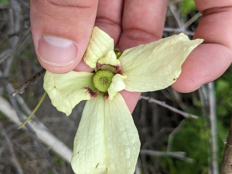 Pawpaw photo 8