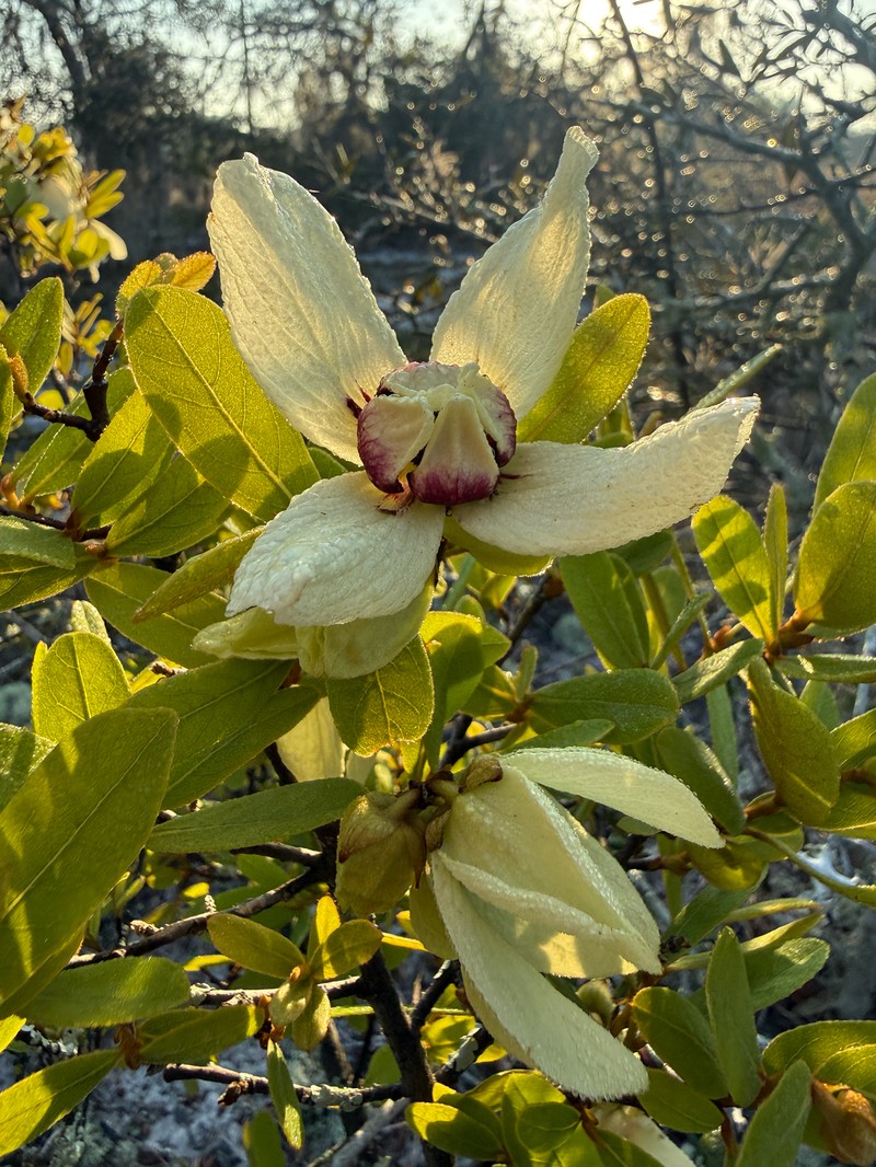 Asimina × oboreticulata