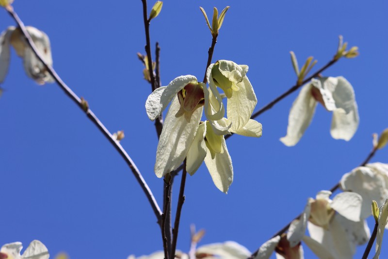 Asimina × oboreticulata photo 2