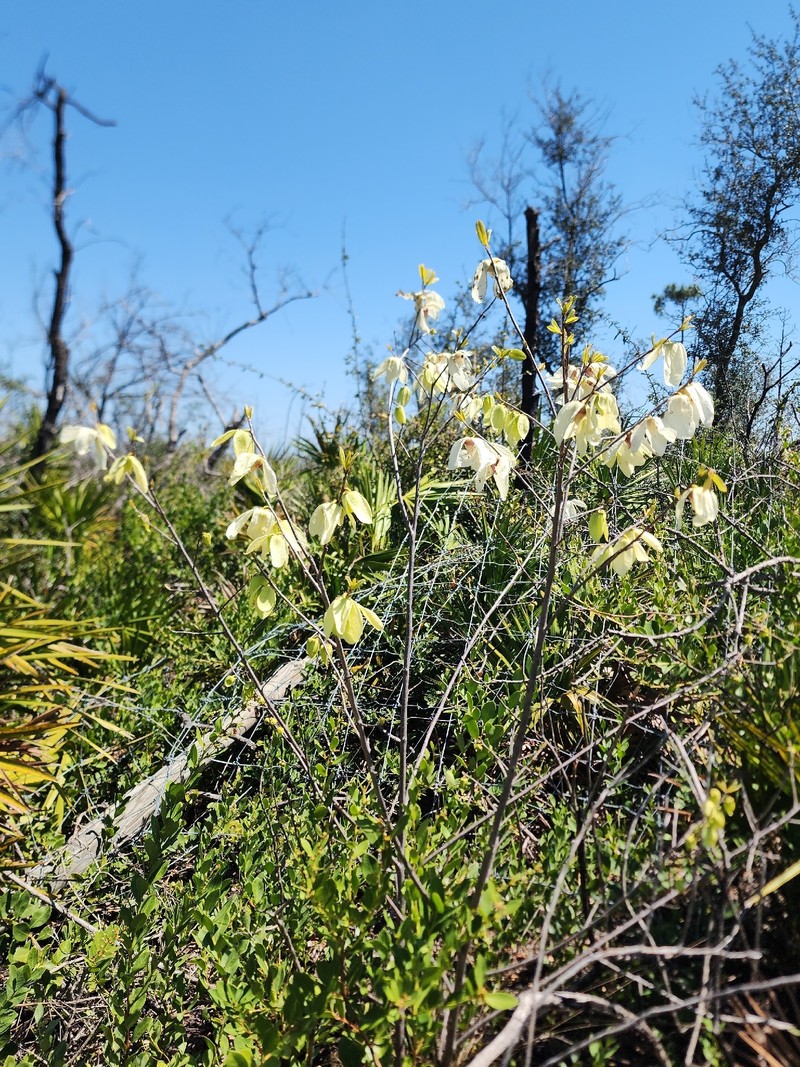 Asimina × oboreticulata photo 3