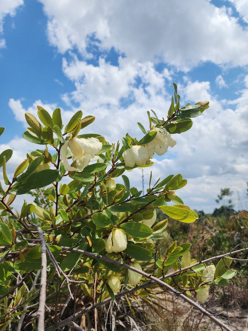 Asimina × oboreticulata photo 4
