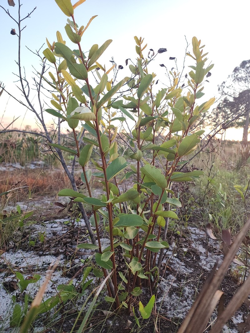 Asimina × oboreticulata photo 6