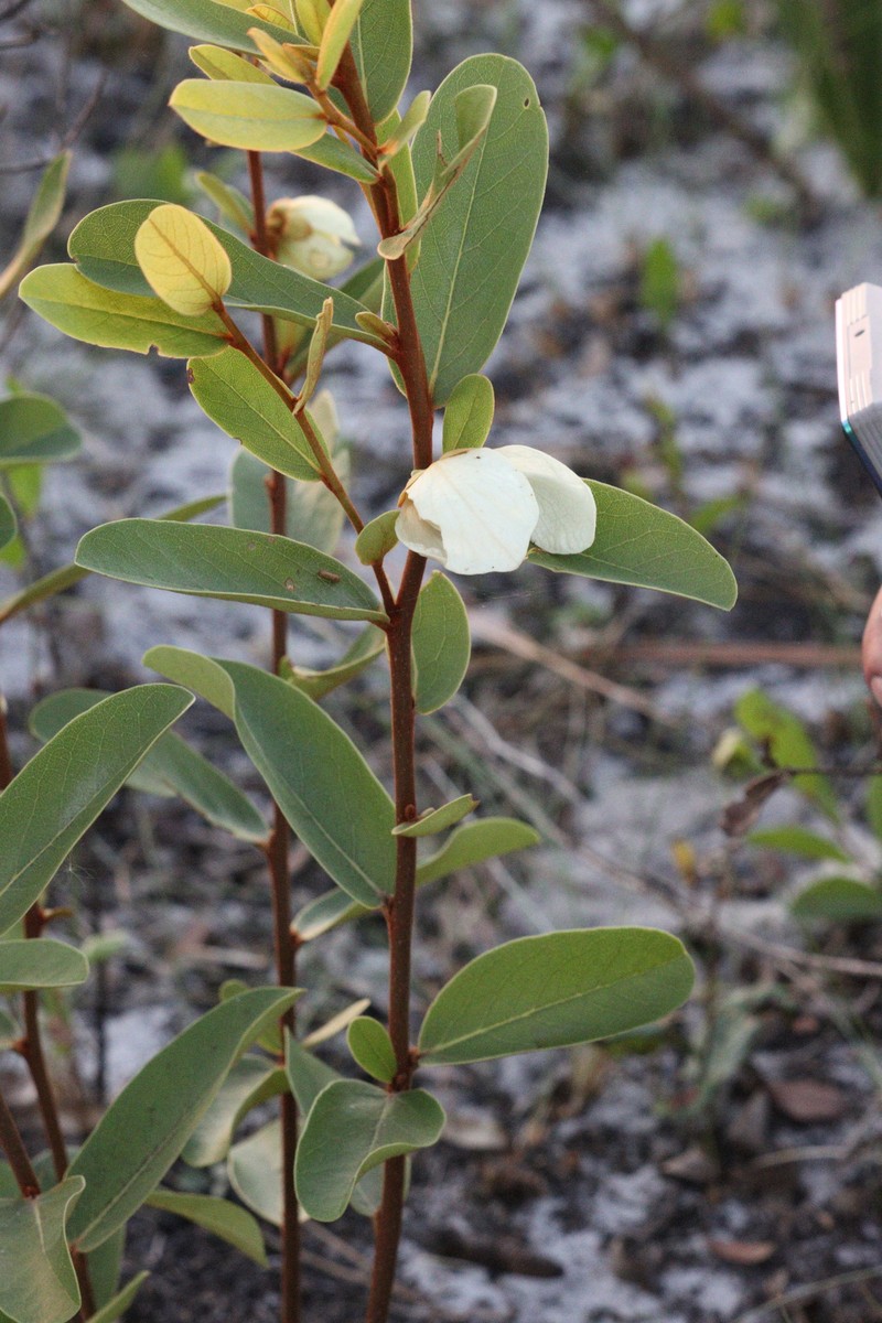 Asimina × oboreticulata photo 7