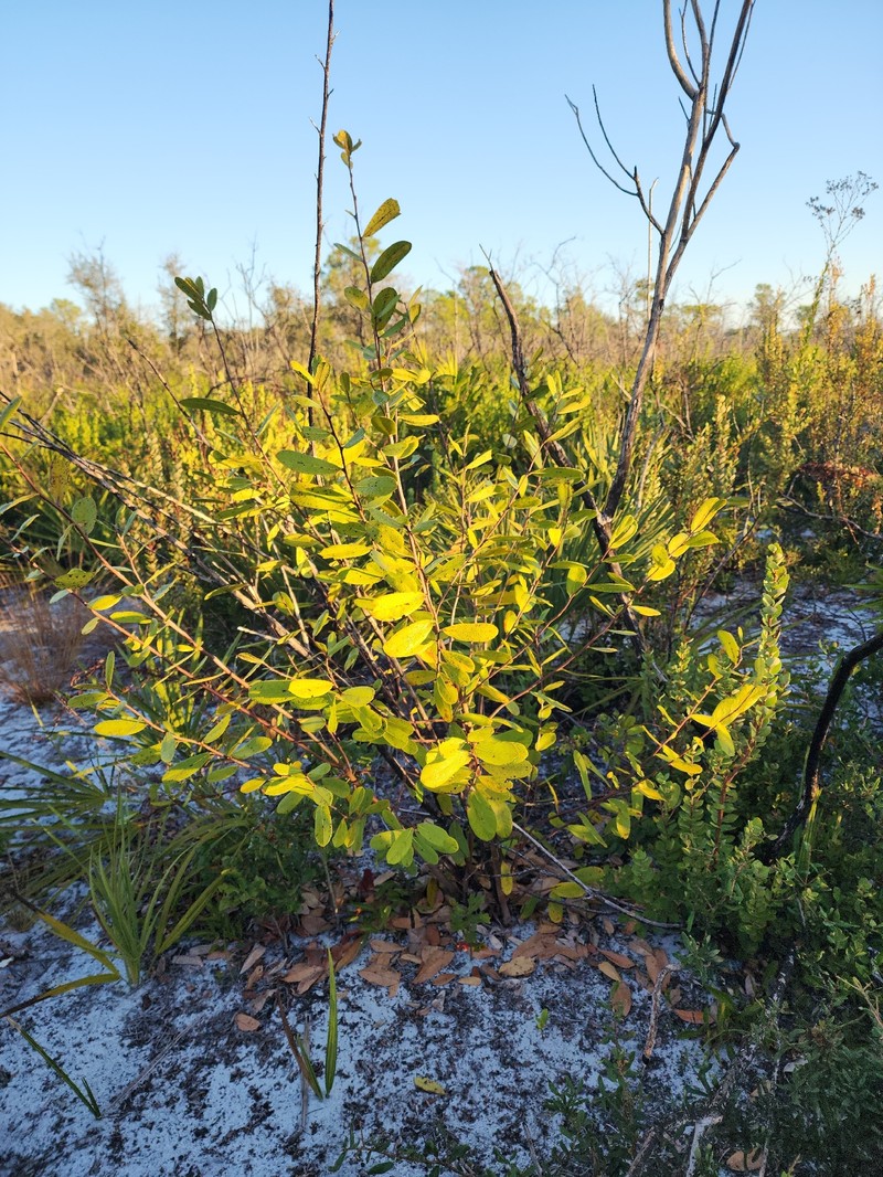 Asimina × oboreticulata photo 8