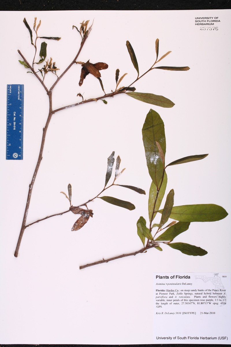 Asimina × peninsularis