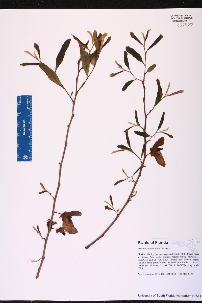Asimina × peninsularis photo 2