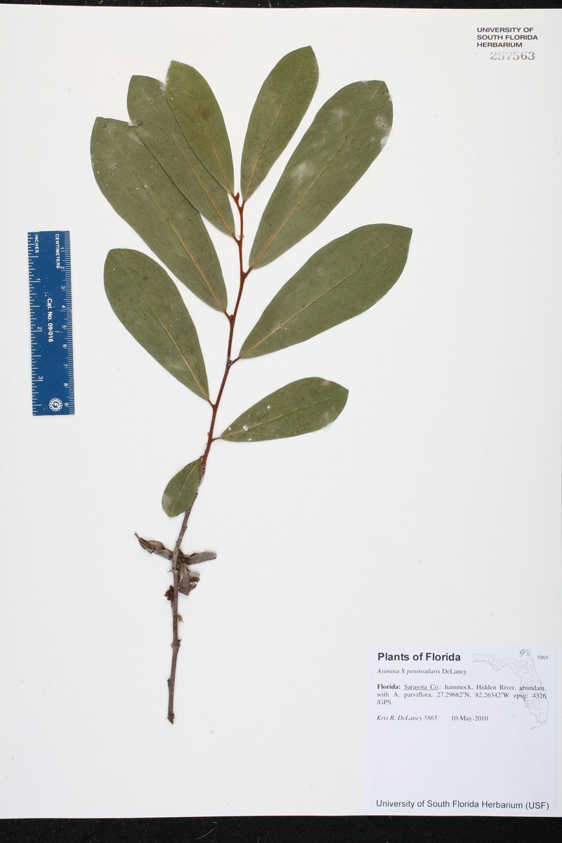 Asimina × peninsularis photo 3