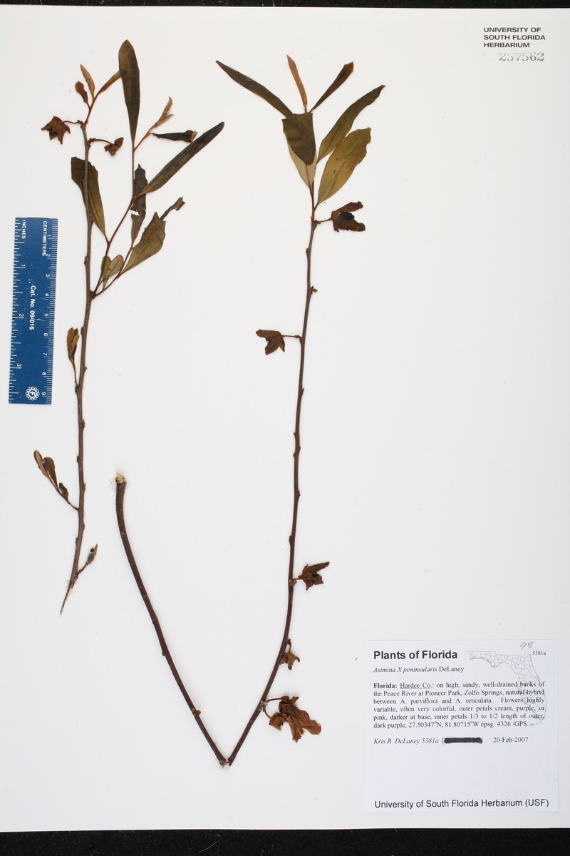 Asimina × peninsularis photo 4
