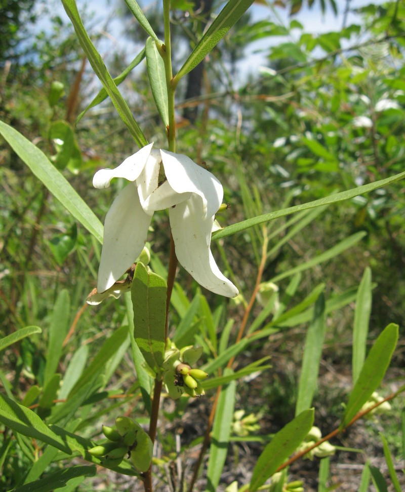 Slimleaf Pawpaw