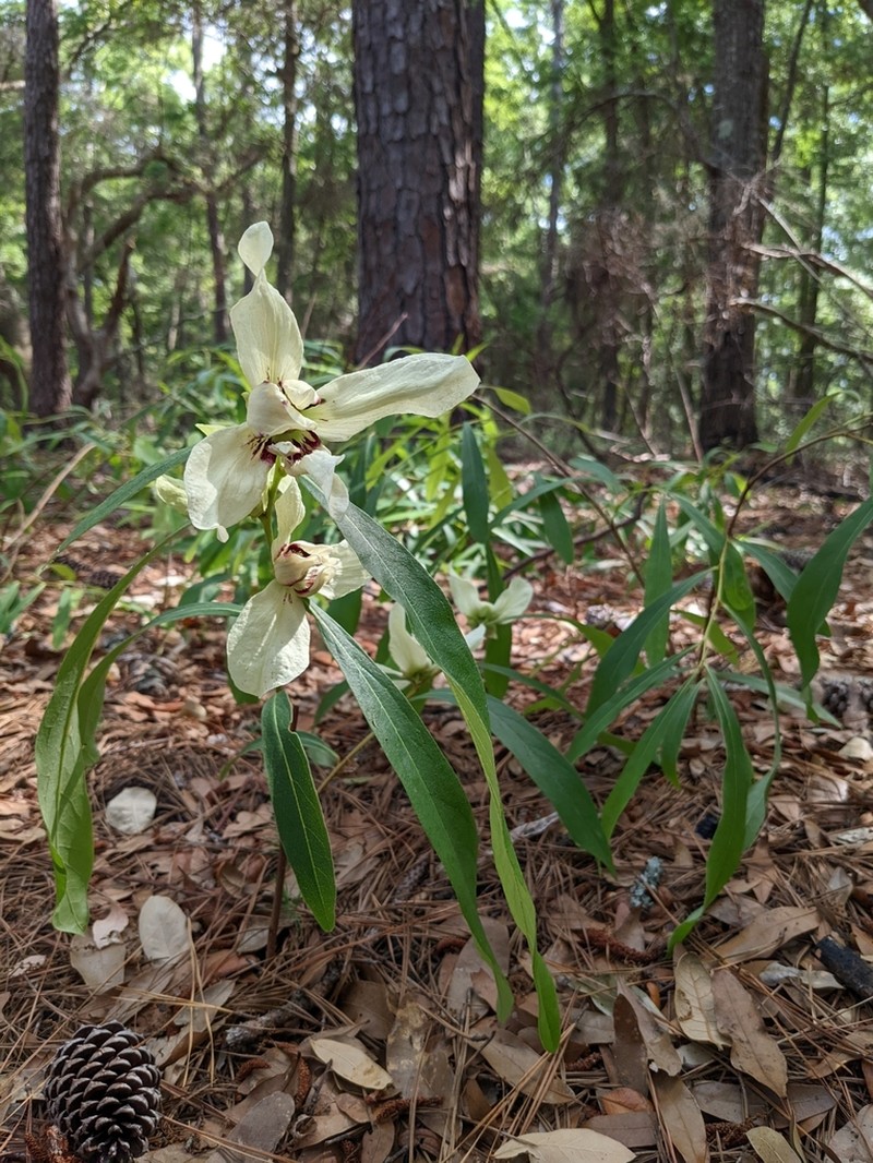 Slimleaf Pawpaw photo 3
