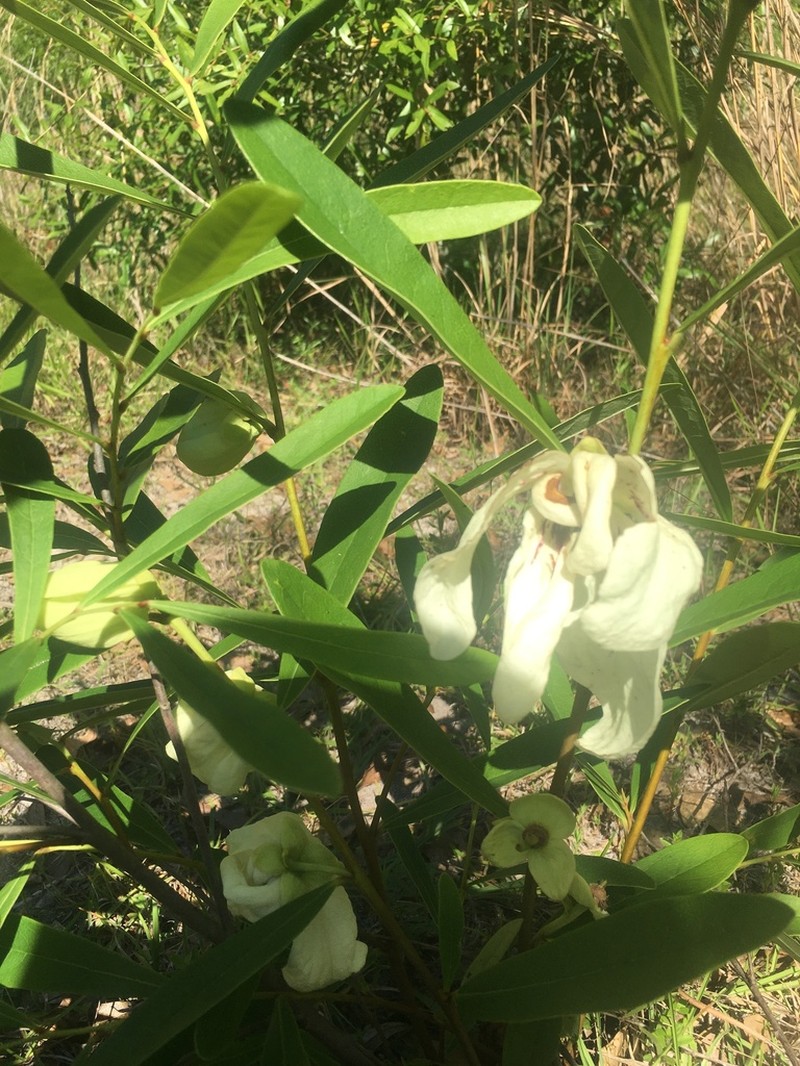 Slimleaf Pawpaw photo 6