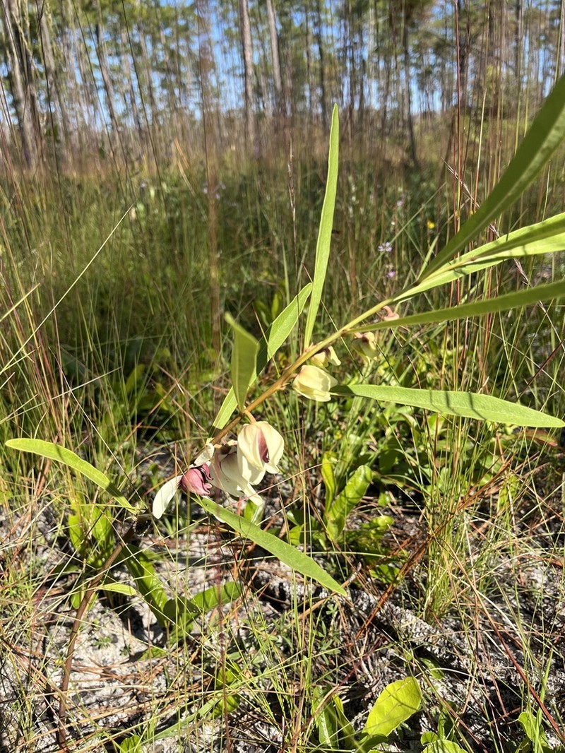 Slimleaf Pawpaw photo 7