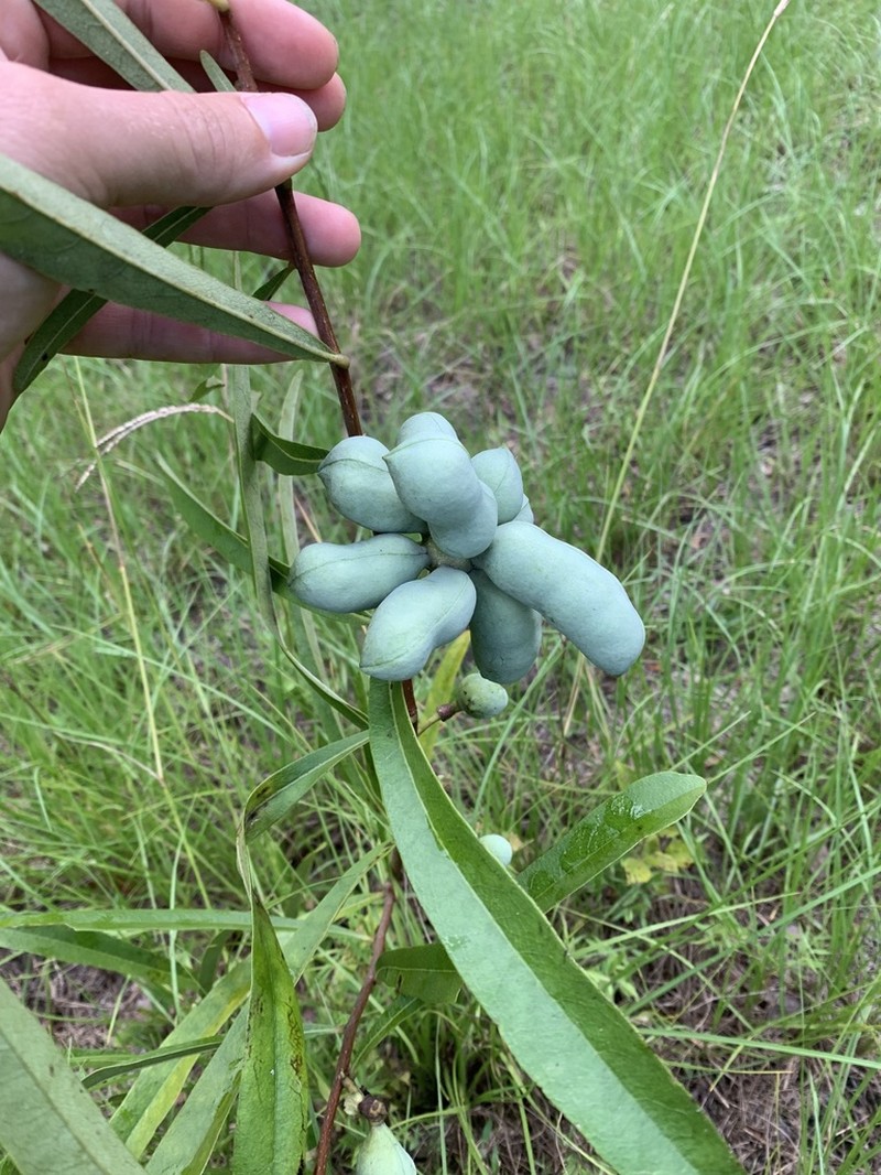 Slimleaf Pawpaw photo 8