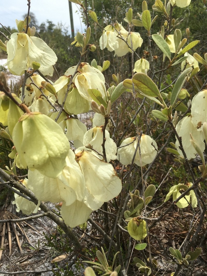 Woolly Pawpaw photo 2
