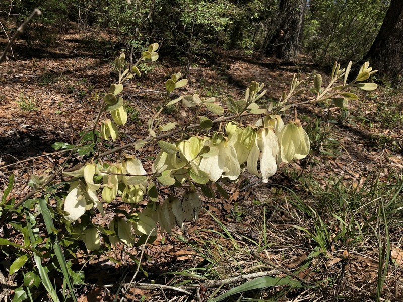 Woolly Pawpaw photo 3