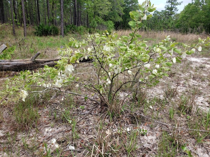 Woolly Pawpaw photo 4