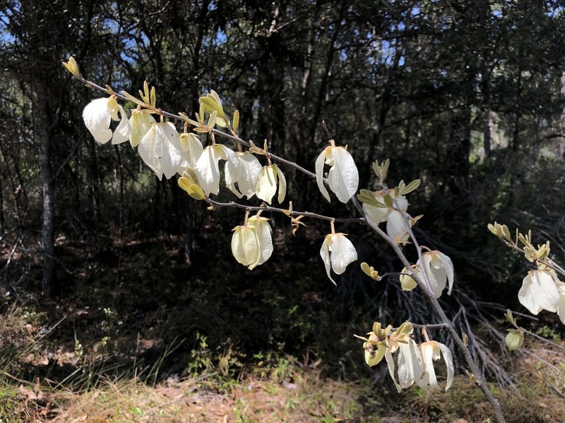 Woolly Pawpaw photo 5