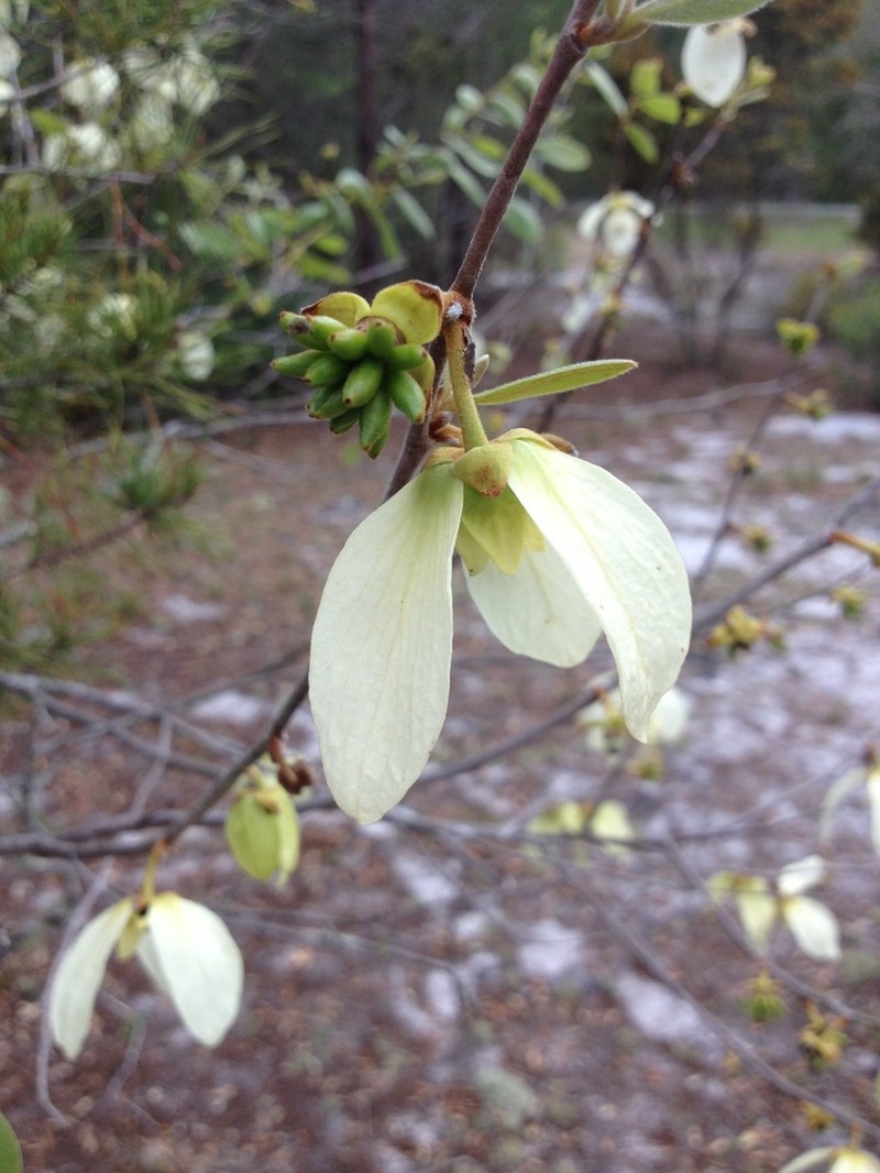 Woolly Pawpaw photo 6