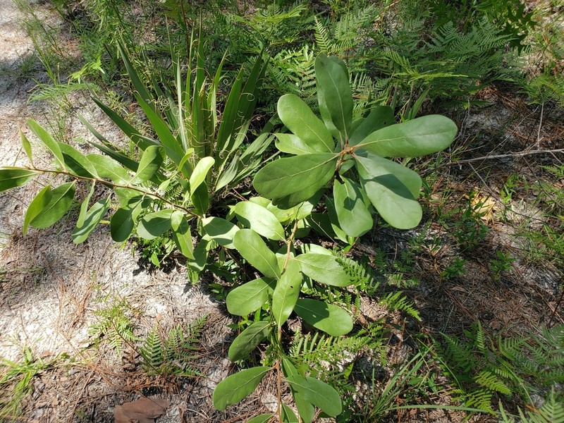 Woolly Pawpaw photo 7