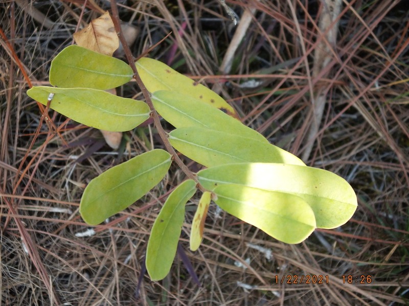 Woolly Pawpaw photo 8
