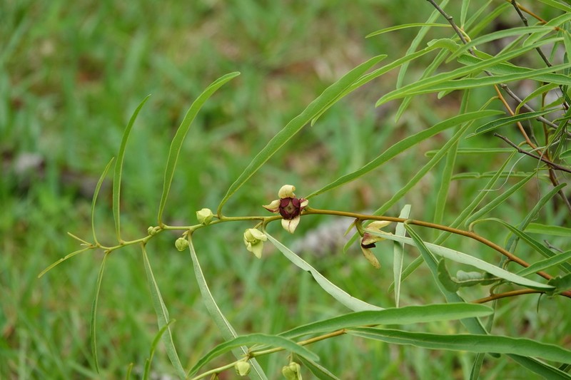 Asimina manasota photo 3