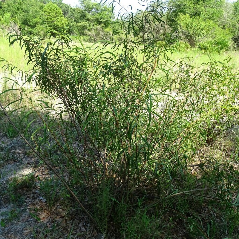 Asimina manasota photo 4