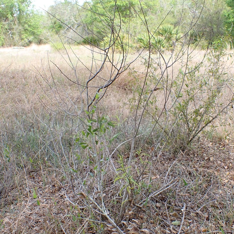 Asimina manasota photo 6