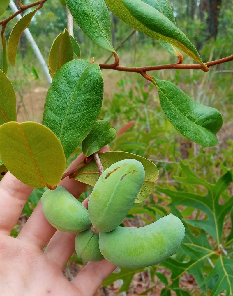 Bigflower Pawpaw