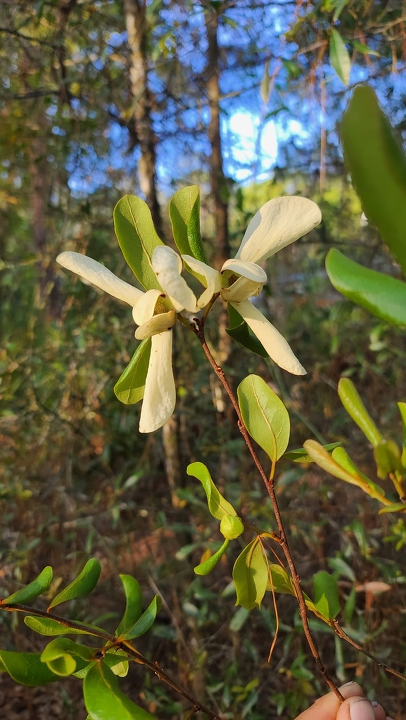 Bigflower Pawpaw photo 2