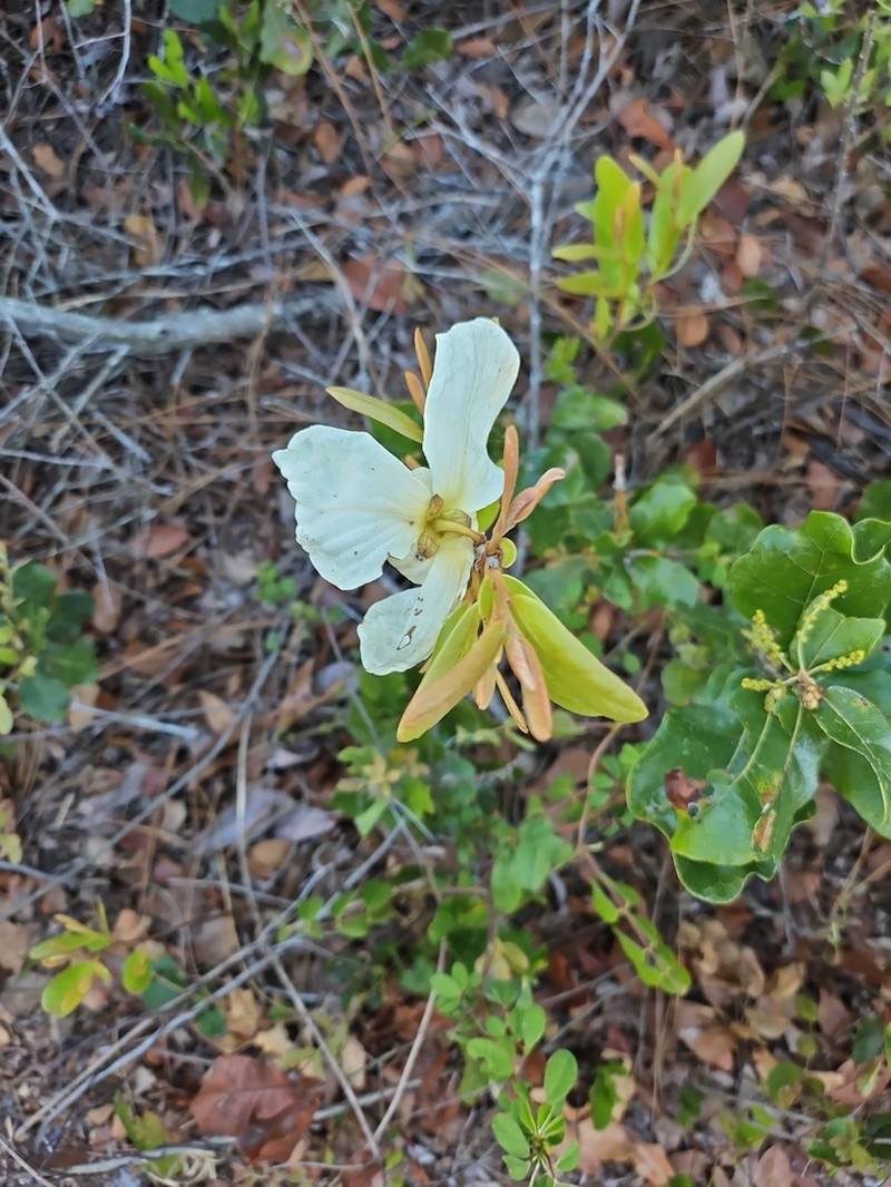 Bigflower Pawpaw photo 7