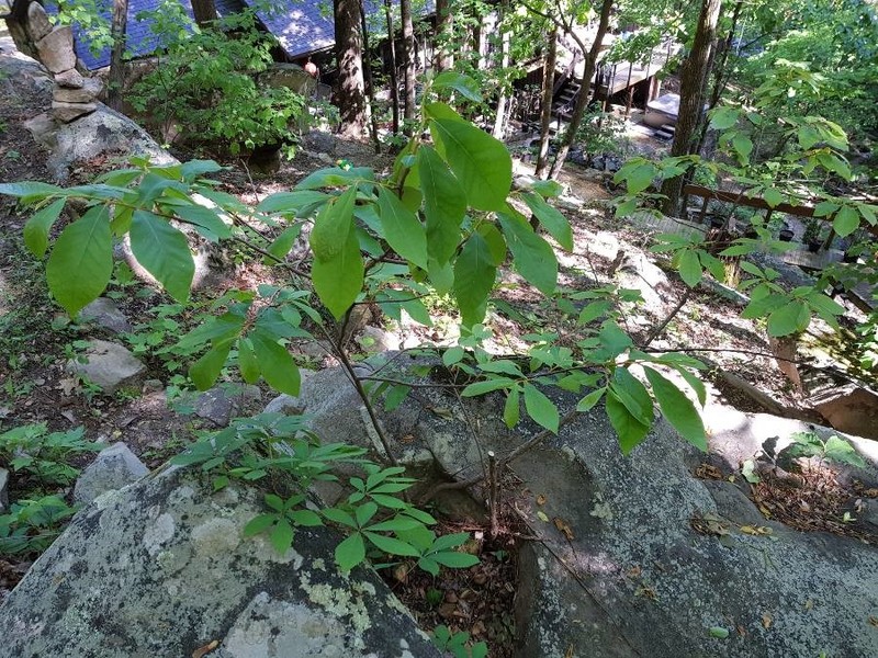 Smallflower Pawpaw photo 3