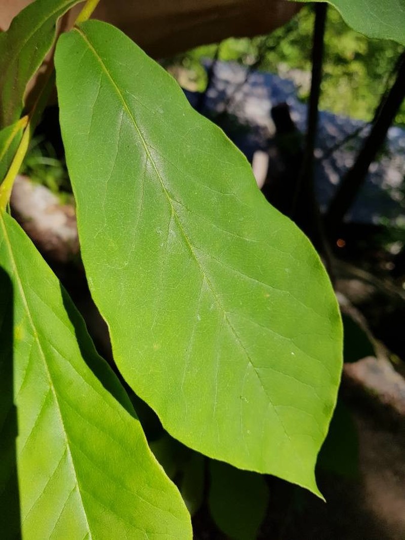 Smallflower Pawpaw photo 2