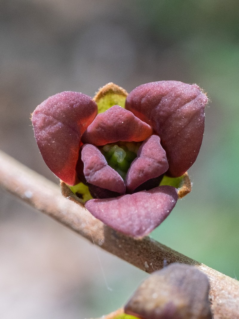 Smallflower Pawpaw photo 4