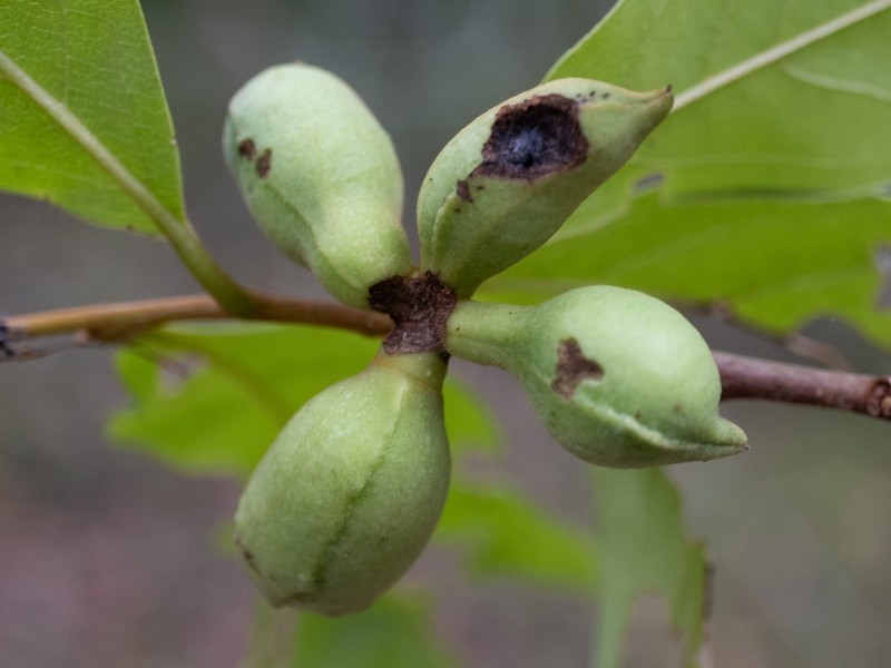 Smallflower Pawpaw photo 5