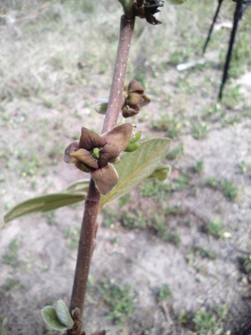 Smallflower Pawpaw photo 6