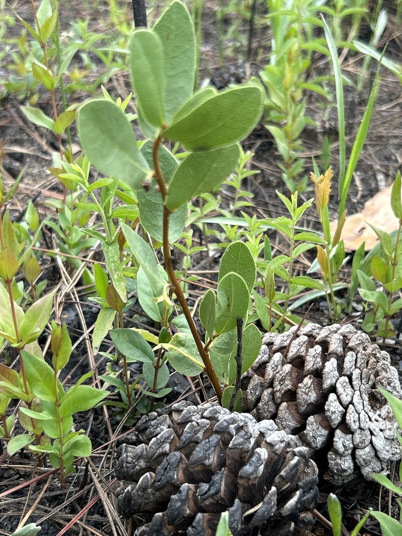 Royal False Pawpaw photo 3