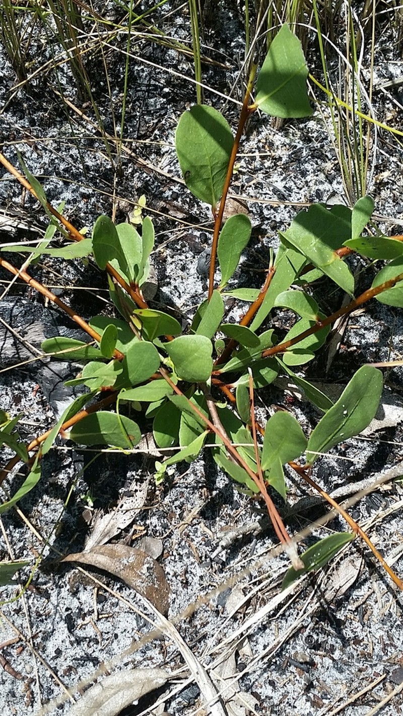Royal False Pawpaw photo 5