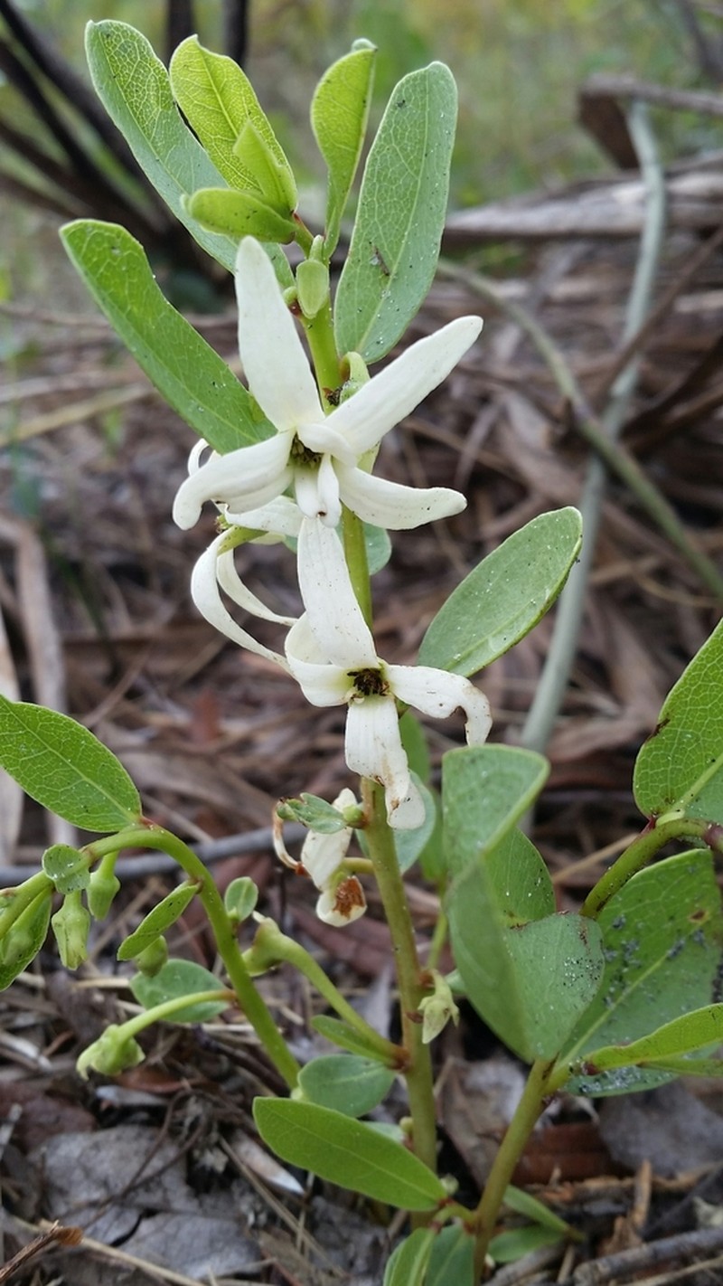 Royal False Pawpaw photo 6