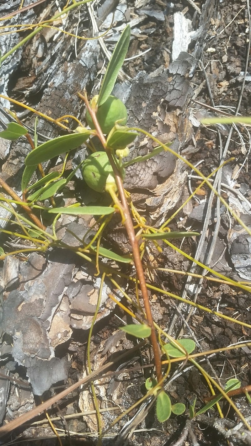 Royal False Pawpaw photo 8