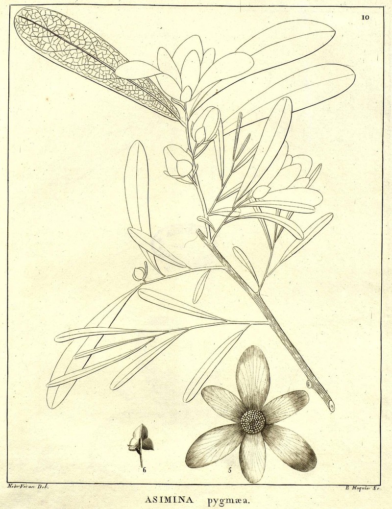 Asimina pygmaea photo 2