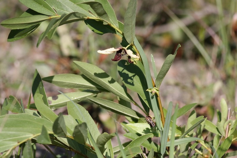 Asimina pygmaea photo 4
