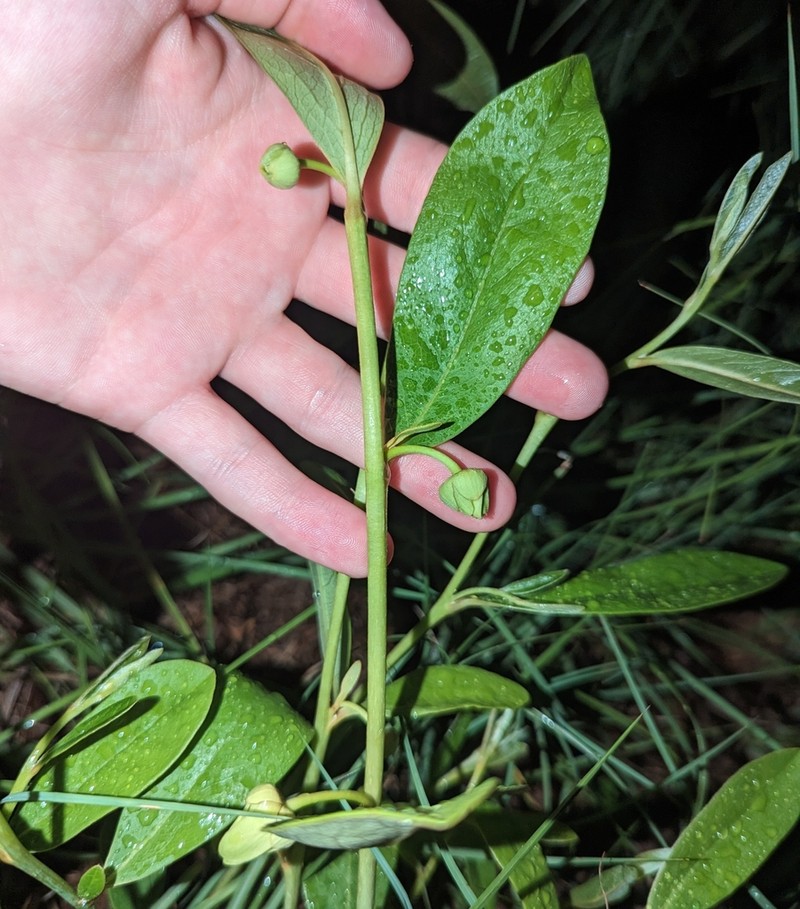 Asimina pygmaea photo 6