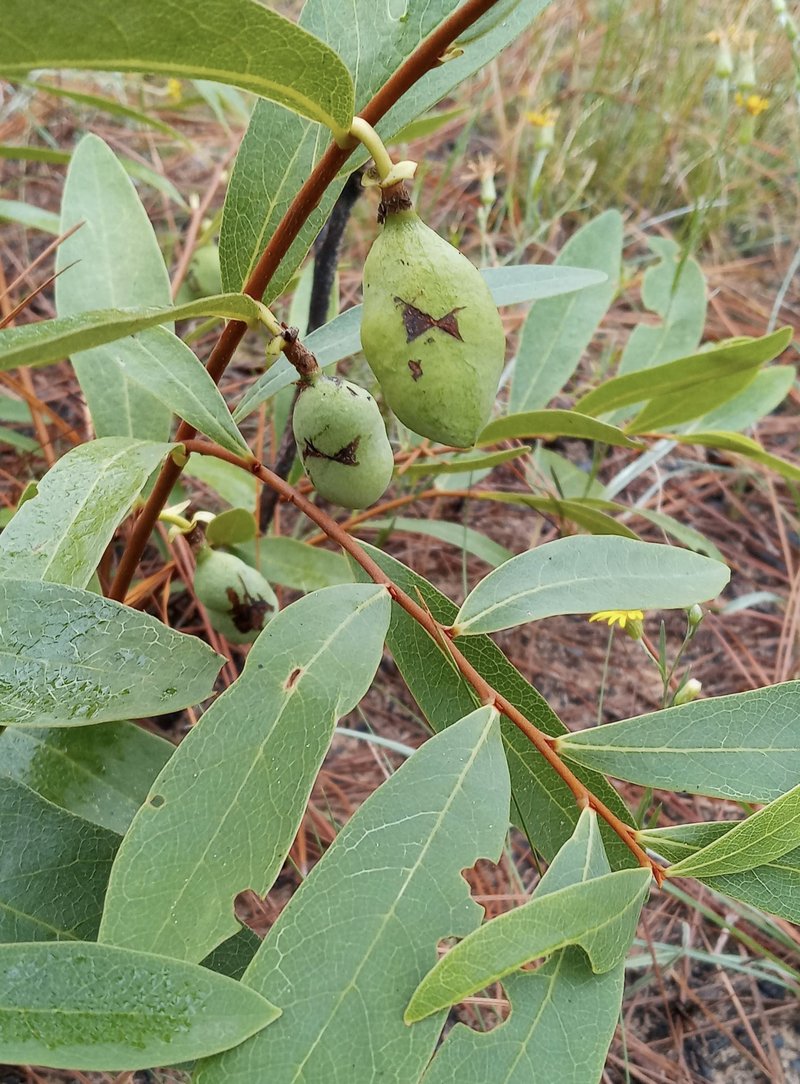 Dwarf Pawpaw