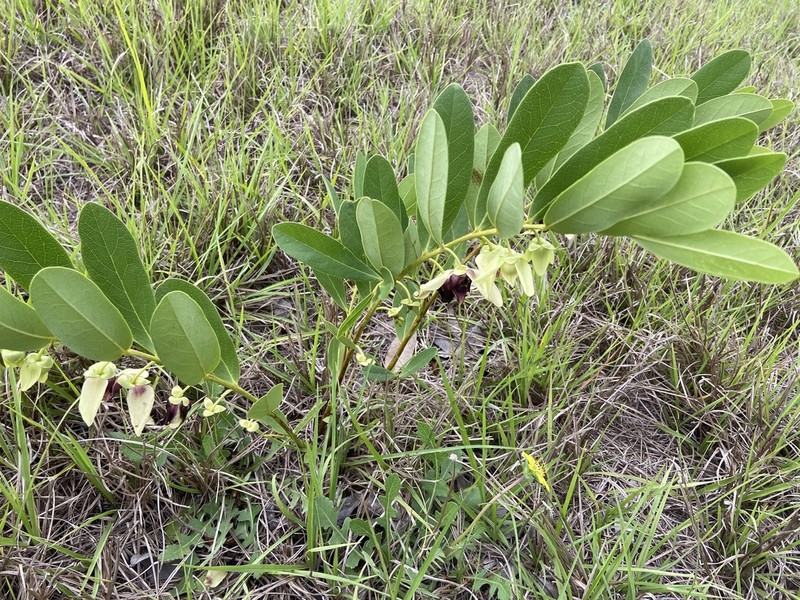 Dwarf Pawpaw photo 3