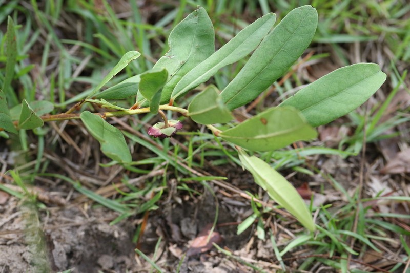 Dwarf Pawpaw photo 5