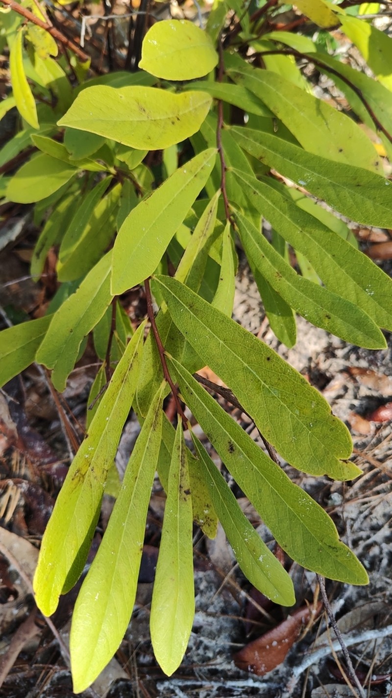 Dwarf Pawpaw photo 7